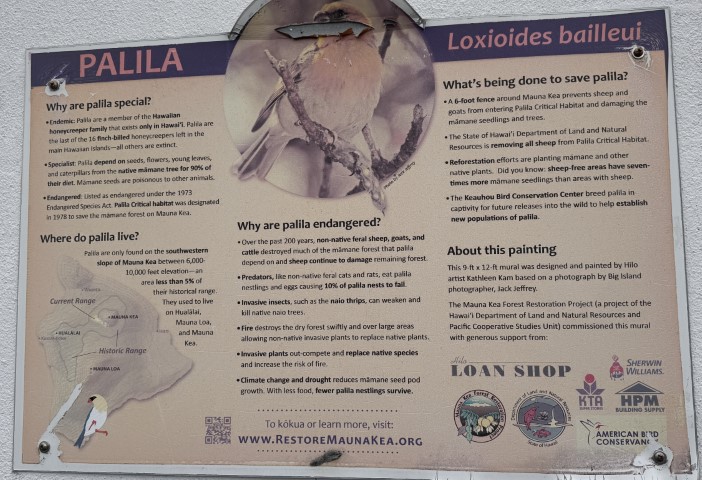 Palila - mauna kea project