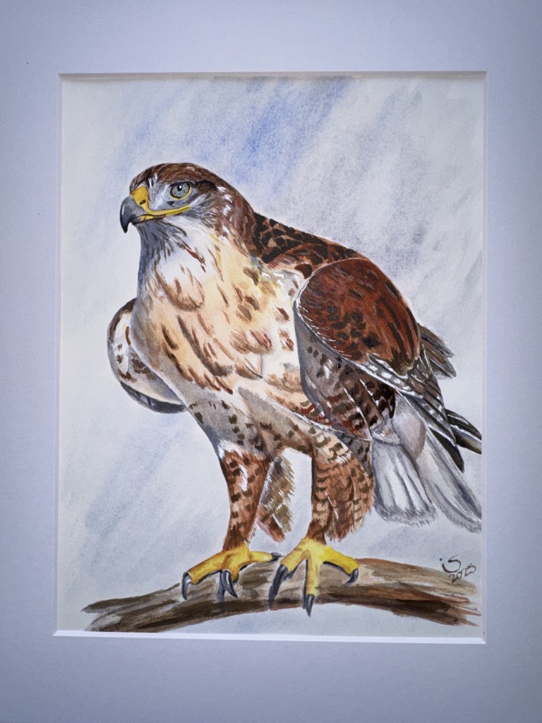 Perched a branch, this hawk holds a moment of quiet power — eyes alert, rust-colored plumage and broad wings conveying strength and focus.

In Washington, about 30 breeding pairs remain, surviving in fragmented shrub-steppe and grassland habitats at the edge of their range.