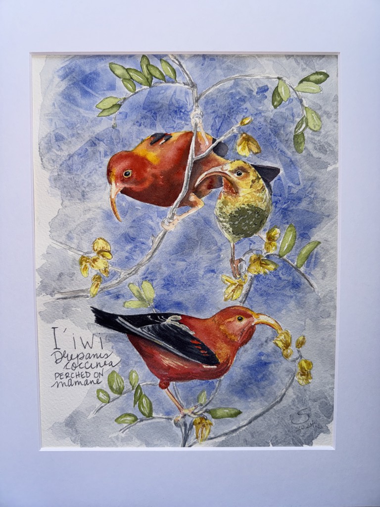 A male, female, and juvenile feed on māmane blossoms. The adults’ bright red plumage contrasts with the juvenile’s mottled green‑yellow, capturing a moment of family life in Hawaiʻi’s forests.

ʻIʻiwi persist mainly in high-elevation forests, threatened by habitat loss, invasive species, and avian malaria.