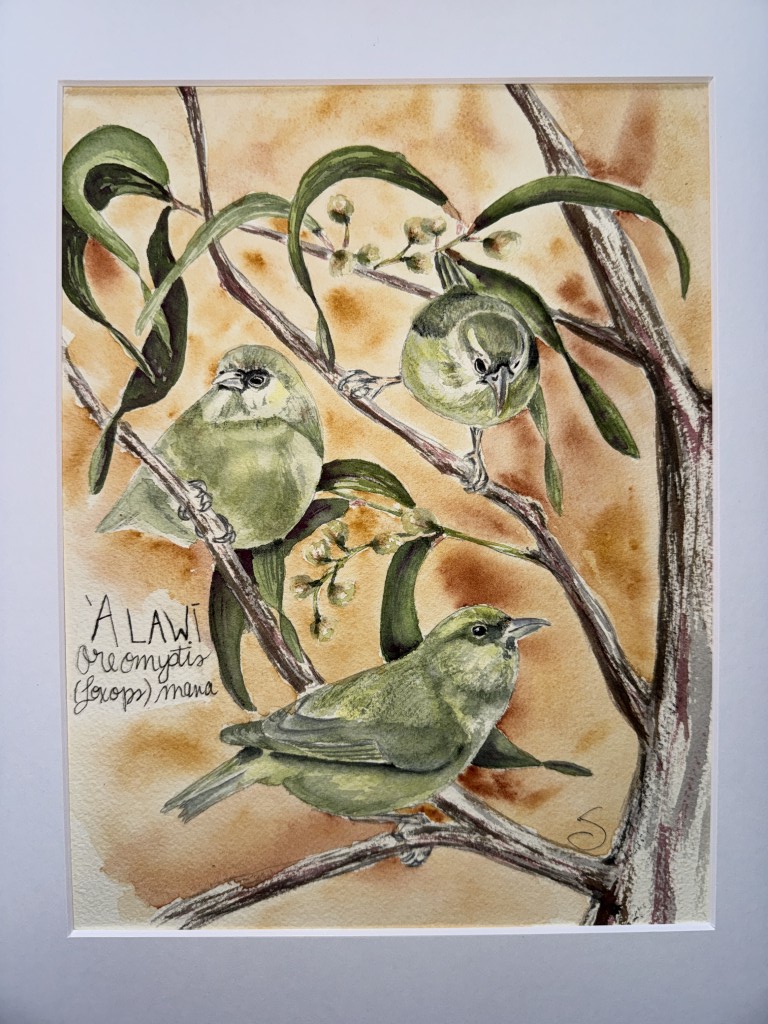 ʻAlawī in koa in watercolor.
Three ʻAlawī move through the branches of a koa tree, capturing a brief moment of foraging in Hawaiʻi’s native forest canopy. With their muted plumage and active movements, ʻAlawī are often heard before they are seen. Once widespread across the islands, they now persist mainly in high-elevation forests, where habitat loss, invasive species, and mosquito-borne avian malaria continue to threaten their survival.