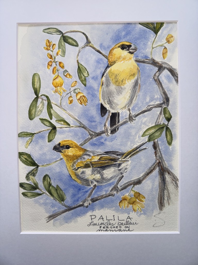 Palila on māmane in watercolor.
Two palila perch among māmane branches, a male and female indistinguishable in their soft yellow and gray plumage. Closely tied to māmane forests, palila rely on the tree’s leaves, flowers, and seeds for survival. Today, this critically endangered species persists in a narrow range on Mauna Kea, threatened by habitat degradation, invasive species, and the loss of its native forest ecosystem.