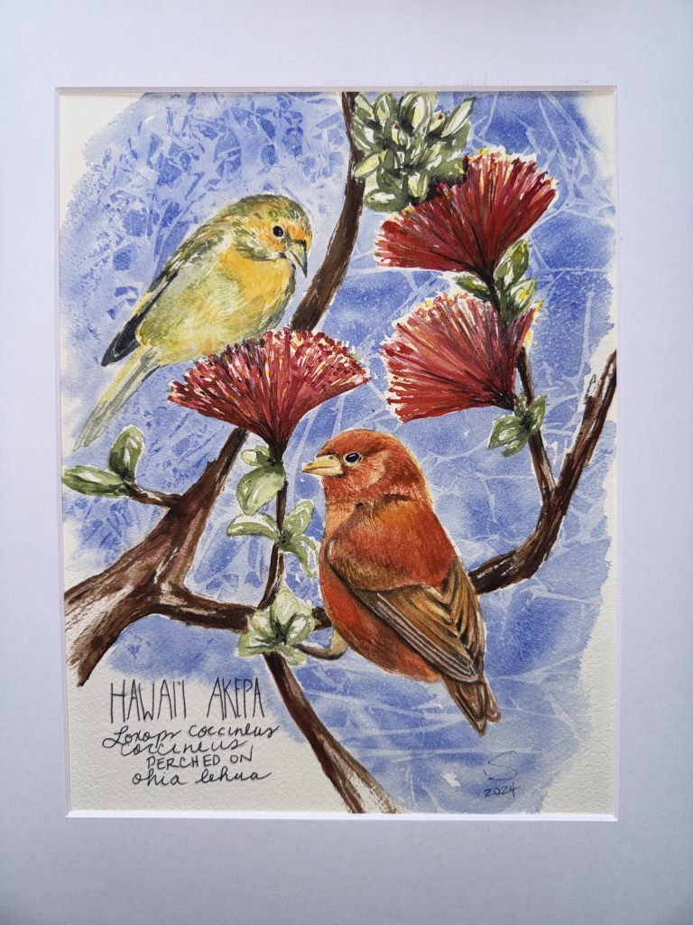 Hawaiʻi ʻĀkepa on ʻōhiʻa lehua in watercolor.
A male (red) and female (yellow-green) Hawaiʻi ʻĀkepa perch among ʻōhiʻa lehua blossoms, their contrasting plumage highlighting the species’ subtle sexual dimorphism and close pair bond. Once widespread across Hawaiʻi Island, ʻĀkepa now persist in shrinking high-elevation forests, threatened by habitat loss, invasive species, and mosquito-borne avian malaria.