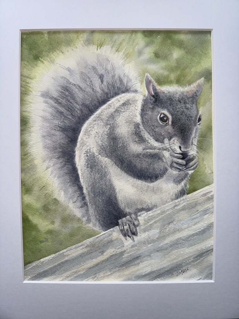 This portrait captures a Western Gray Squirrel perched on a fence, relaxed as it nibbles on a snack. The scene freezes a quiet, everyday moment, highlighting the squirrel’s alert posture and bushy tail against a subtle, natural backdrop.

In Washington State, Western Gray Squirrels are found in fragmented oak woodlands and riparian areas, with habitat loss and urban development putting pressure on their populations.